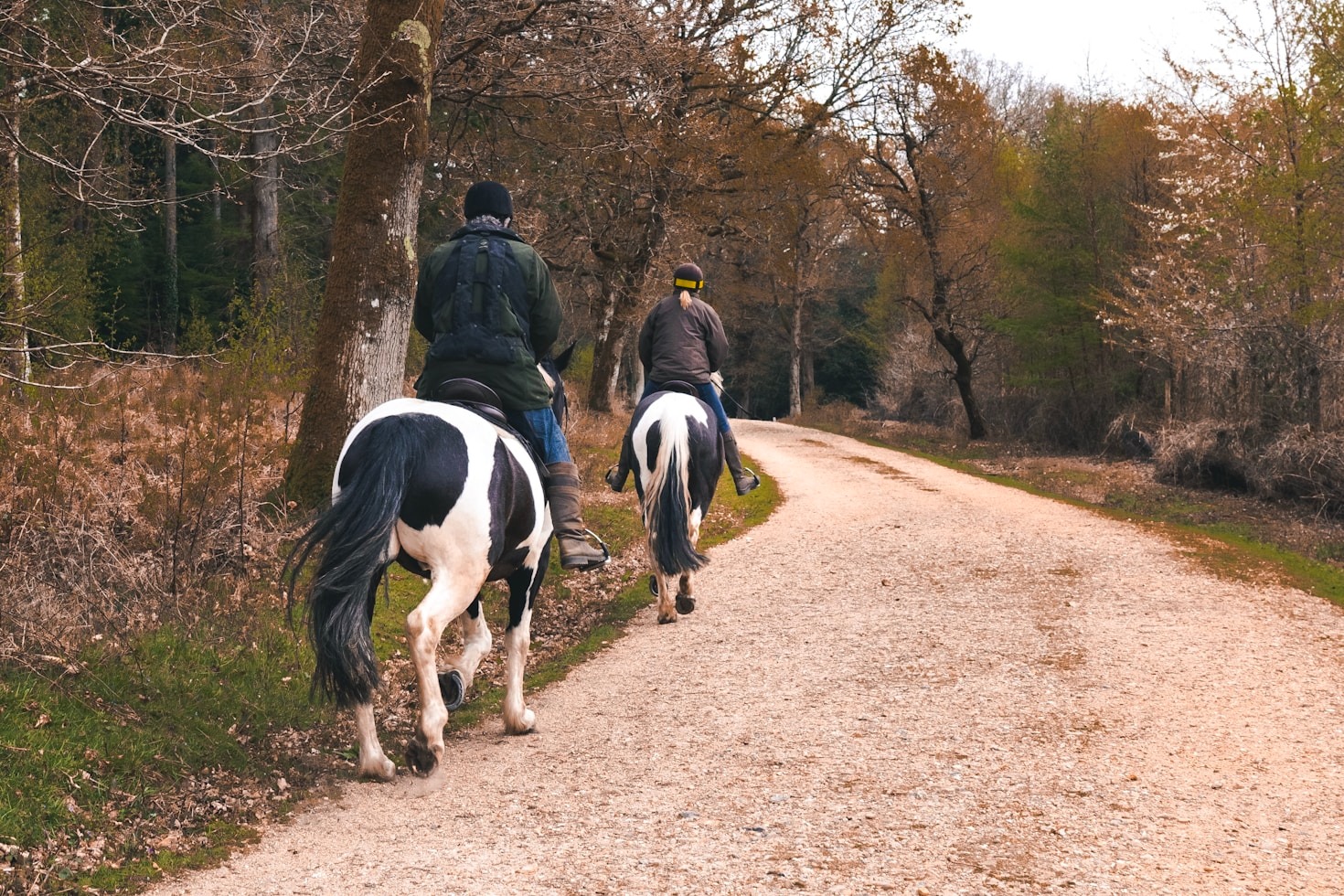 How to Choose the Best Equine Program for Your Career