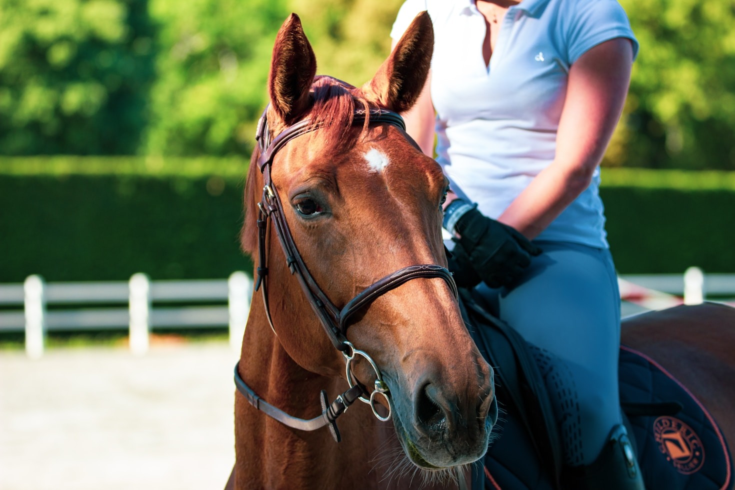 Success Stories from Graduates of Equine Programs